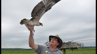 preview picture of video 'Osprey Banding Patuxent River Park   6-21-14'
