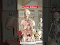 Kidney Location In Human Body Viral Shorts