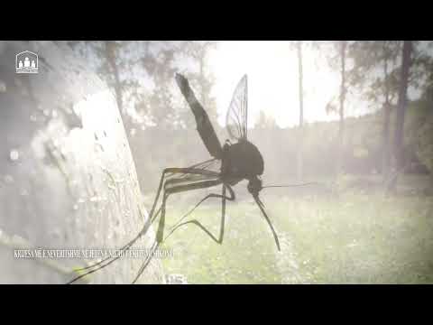 Krijesa më e neveritshme në jetën e njeriut është mushkonja