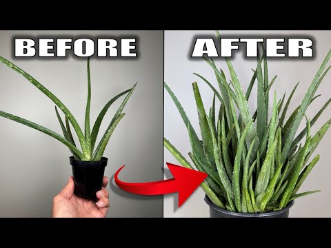 7 Aloe Vera Plant Care Tips That You Need to Know - Houseplant Care