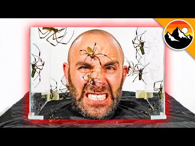 Video Pronunciation of orb-weaver in English