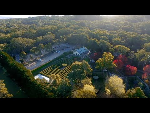 Enchanted Adventure: the Home of Tree Surfing