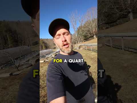 Colostrum Custard Recipe: Nutrient-Rich & Easy to Make