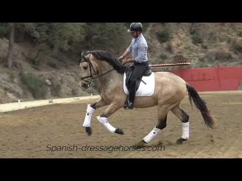 TOP Buckskin stallion for upper dressage !