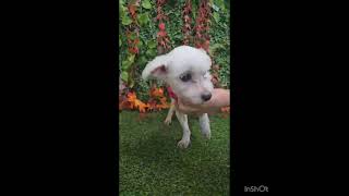 Video preview image #1 Maltese Puppy For Sale in Seattle, WA, USA