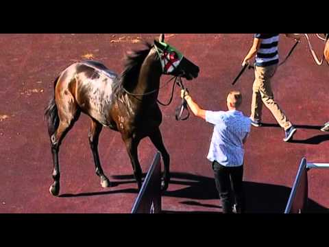Ascot, 06/04/2016 - Race 4 - ORABLE - Keith Mifflin & Brad Parnham