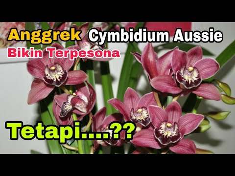 , title : 'Anggrek Cymbidium Aussie Bikin Terpesona!! Tetapi ??'