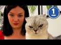 FUNNIEST Cats Ever Hilarious Cat Videos