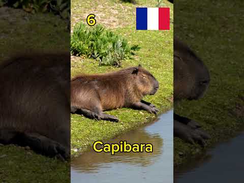 🇪🇸 🇺🇸 🇧🇷 #Capibara en diferentes #idiomas #languages #shorts #capivara #capybara