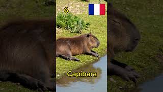 🇪🇸 🇺🇸 🇧🇷 #Capibara en diferentes #idiomas #languages #shorts #capivara #capybara