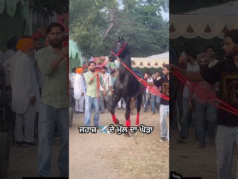 PANJAB-SHINGAR 🐎✈️ @_royal_animal #subscribe #horse #lover