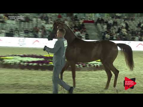 N.158 NOFA ATHBAH - Asharqia Classic 2018 - Fillies 3 years old (Class 4B)