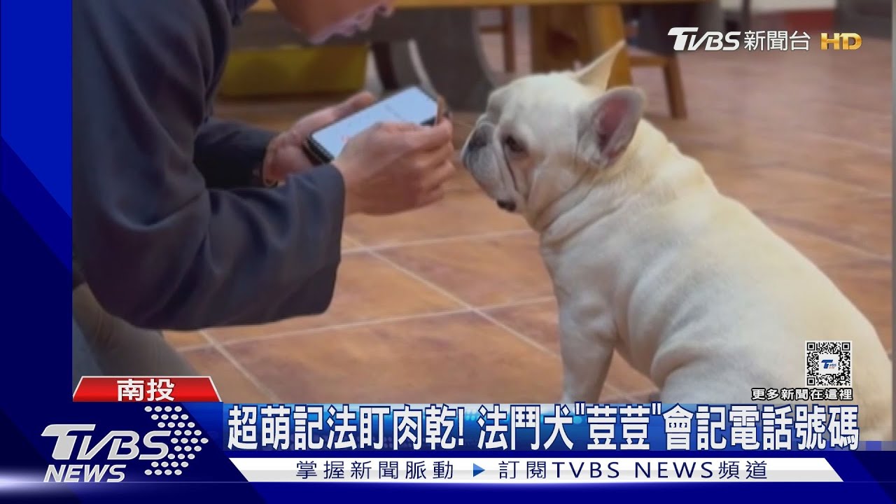 超萌記法盯肉乾! 法鬥犬「荳荳」會記電話號碼