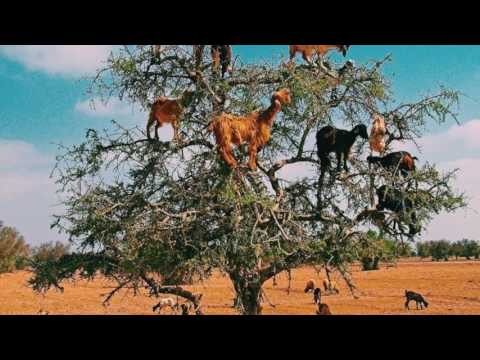 Slugg Mania - The Grove prod. RealMccoy x TrePounds of 808Mafia