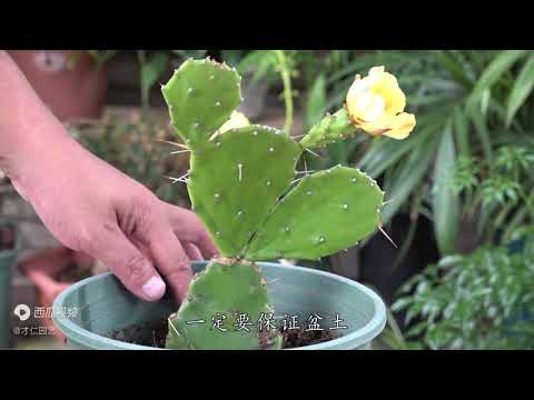沙漠仙人掌開花