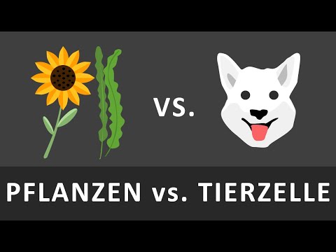 Differentiation between animal and plant cells | Briefly and simply explained