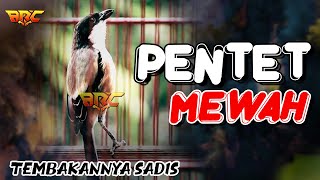 Download lagu PENTET GACOR FUL NEMBAK ISIAN SUPER MEWAH SUPER PEDES mp3 Download lagu PENTET GACOR FUL NEMBAK ISIAN SUPER MEWAH SUPER PEDES mp3
