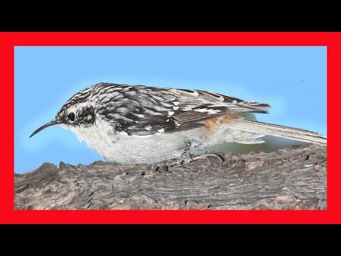 Kôrovník lesný (Certhia americana) — spev a hlas v prírode