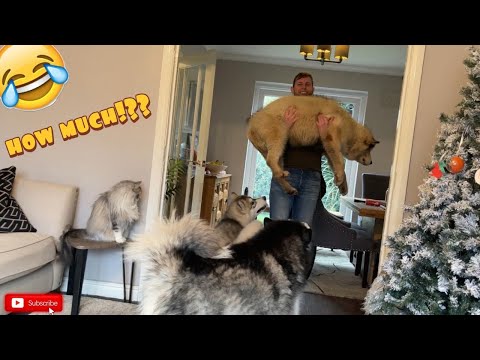 How Much Do Alaskan Malamutes Weigh?? (And The Cat!!)