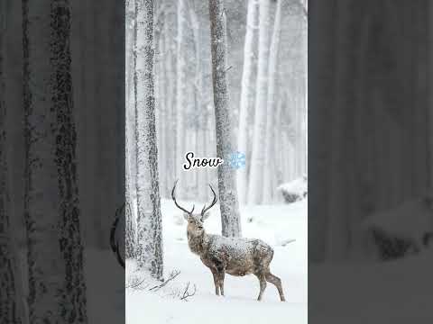 what is your most favourite???🤭😉#subscribe #like#share#comment