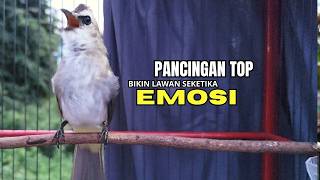 Download lagu Suara Burung TRUCUKAN gacor ROPEL VARIASI NROTOK NGECUPLIK pancingan trucukan agar JADI trucuk GACOR mp3