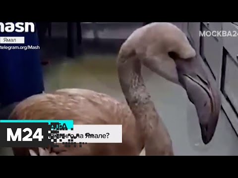 Человек фламинго в московском метро Человек фламинго в московском метро
