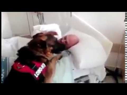 Anteprima Video Cane va in ospedale dal suo padrone tetraplegico...guardate che reazione
