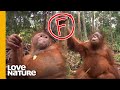 Orphan Baby Orangutans Malika And Beni Flank Climbing Class | Love Nature