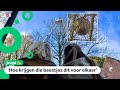 Pia en Sam vonden nest van giga-wesp