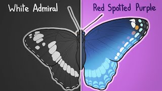 Are These Butterflies The Same?