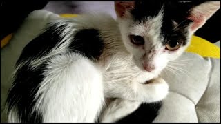 Skinny Kitten Crying Asking  For Food.Episode 1