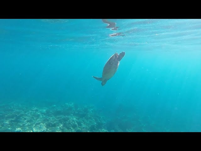 Summer Island Maldives - Diving and Snorkeling