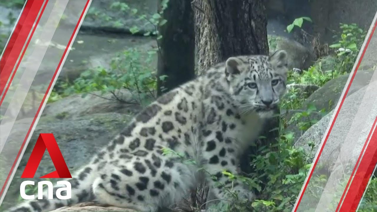 Snow leopard cub makes roaring debut at Brookfield Zoo in Chicago