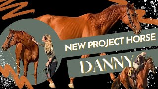 NEW PROJECT HORSE // OTTB Rescue Danny