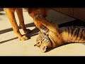 Feisty Tiger Cubs Play with Dogs | Tigers About the House | BBC Earth