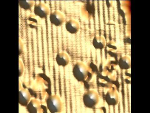 Atom manipulation - Co chain construction - Ref. Nature Nanotechnology 2010 vol. 5 (5) pp. 350-353