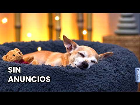 12 Horas de Música Relajante para Perros Ansiosos (reduce su ansiedad)