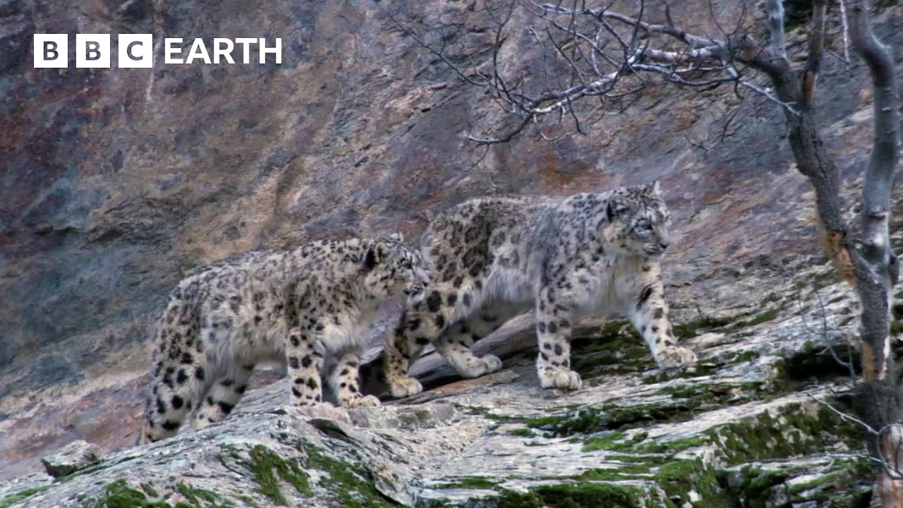 Capturing The Rare Snow Leopard On Camera | BBC Earth