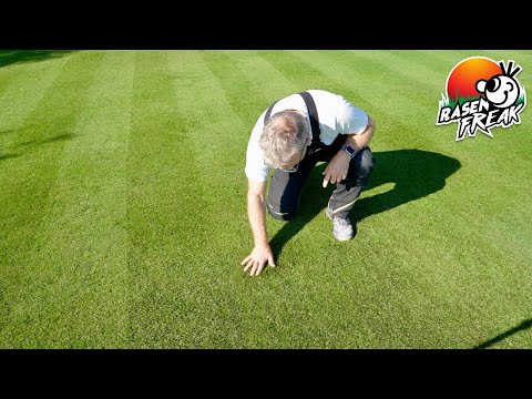 Der Stoff, aus dem die Träume sind! Niederknien und mit der Hand über die grünen Halme streicheln.