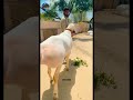 Beautiful White Dumba Fat Tailed Sheep Ram