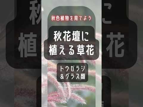 耐寒性の芳香植物：秋に植えたい代表的な植物  庭園