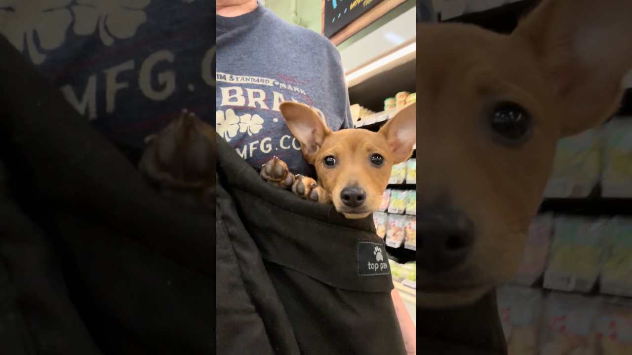 Enlarge Josefina "JoJo", an adopted Chihuahua in Westbury, NY video 3/6