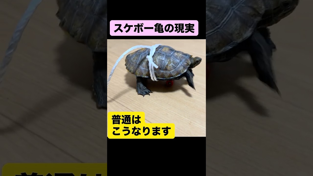 #亀 #スケボー #ニホンイシガメ