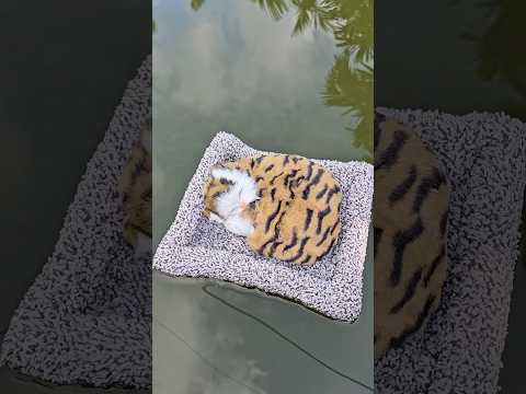 Sao có con mèo dưới áo thế