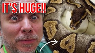 COOLEST SNAKE EGGS OF THE YEAR! AWESOME PYTHON CLUTCH!! | BRIAN BARCZYK