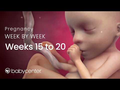 Inside Pregnancy: Weeks 15 - 20 | BabyCenter