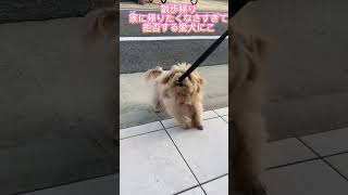 ハーネスデビュー #マルプー  #ミックス犬  #犬のいる生活  #犬のいる暮らし #犬との暮らし #かわいい  #癒し  #可愛い  #散歩 #トイプードル  #マルチーズ