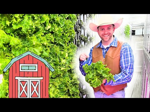 Smiling farmer in a cowboy hat and brown vest holds a bunch of fresh lettuce beside lush greenhouse rows.