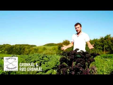 Daniel's Gartneri - Grønkål & Rød Grønkål