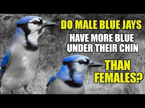 Do Male Blue Jays Have More Blue Under Their Chin Than Females?